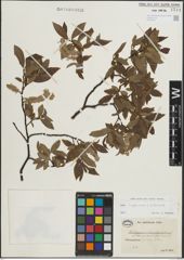 Foto von Salix lapponum L. x Salix silesiaca Willd.